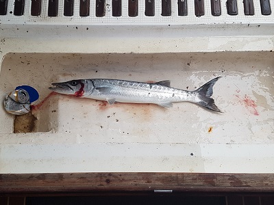 Just as we turn into the bay to anchor upon arriving in Dominica, we catch a small Barracuda on the line.
