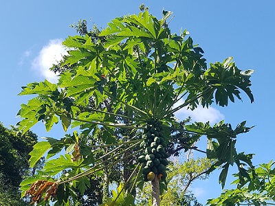 Papaya tree at the entrance to one of two trails on the Cabrits.