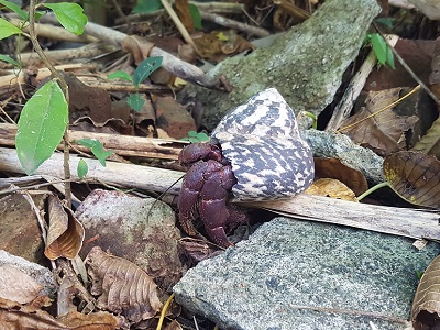 Big hermit crab doing it's hermity thing.