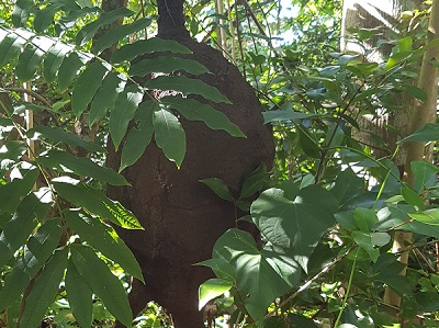 Termite nest along the trail.