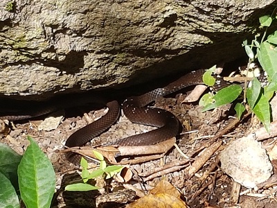 A little snake slithering along peacefully along the trail.