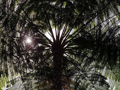 Fern Palm tree. So not really a tree at all, but ... pretty.