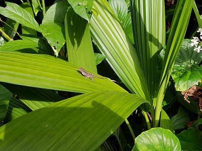 A little friend chillin' in the afternoon sun. Showing how it's done properly.
