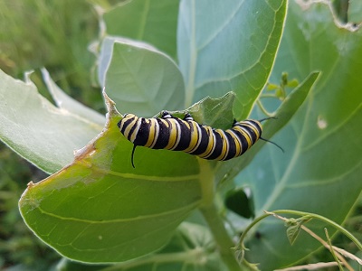 Caterpillar... Nuff said.