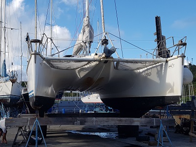 This is what a sea turtle looks like on land.