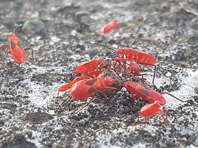 Martiniquais insects working to haul home a meal.